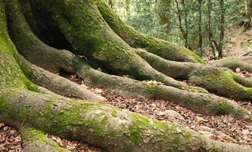Fageda de la Grevolosa