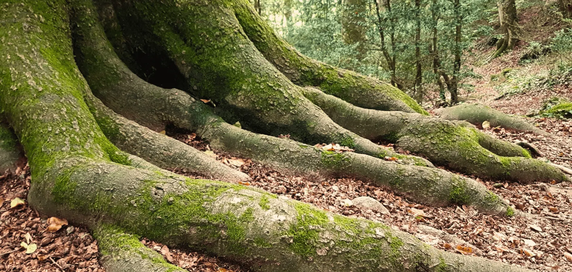 Fageda de la Grevolosa