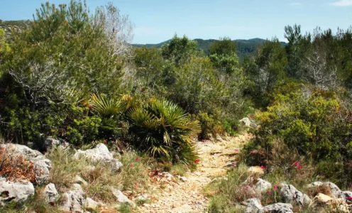 Sortida de proximitat  (Km 0) – Senderisme